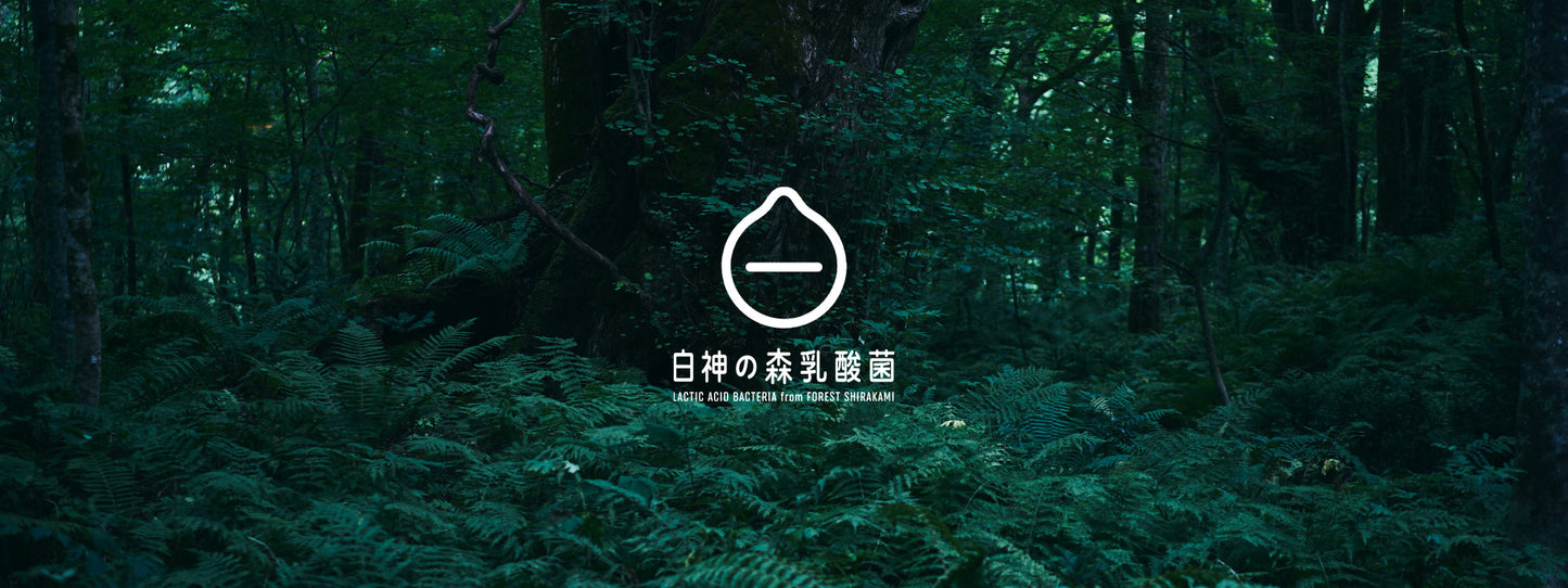 白神の森乳酸菌専用ブランドサイト「研究ブログ」の第二回目をアップしました。