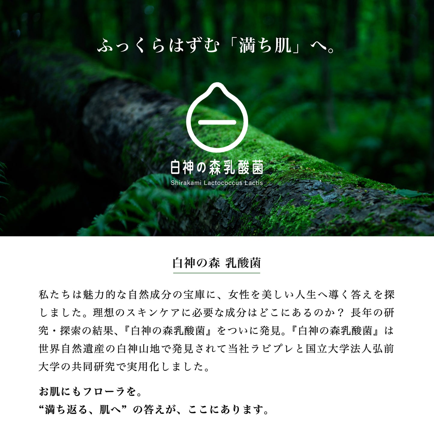 白神山地より発見された『白神の森 乳酸菌』ストーリー